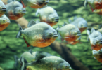 Curiosidades sobre Piranhas