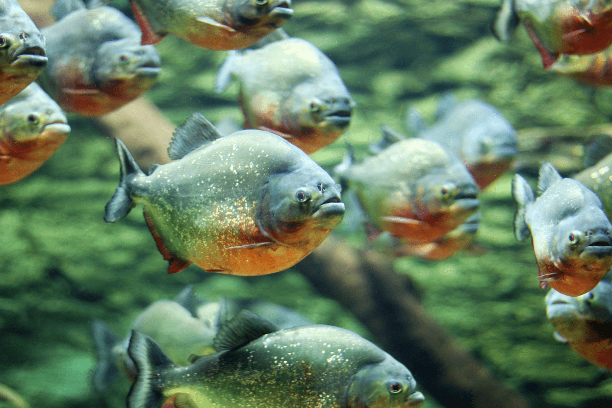 Curiosidades sobre Piranhas