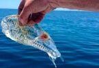 Salpa peixe transparente