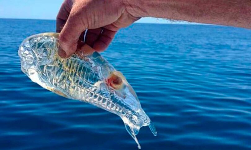 Salpa peixe transparente