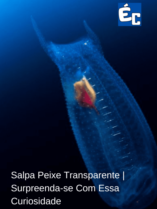 Salpa Peixe Transparente | Surpreenda-se Com Essa Curiosidade