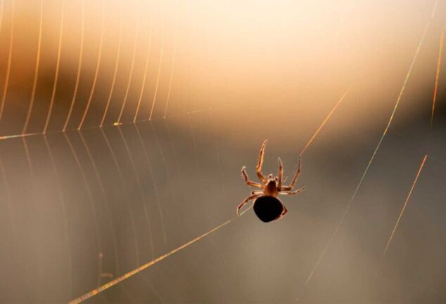 Chuva de aranhas