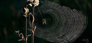 Chuva de aranhas 